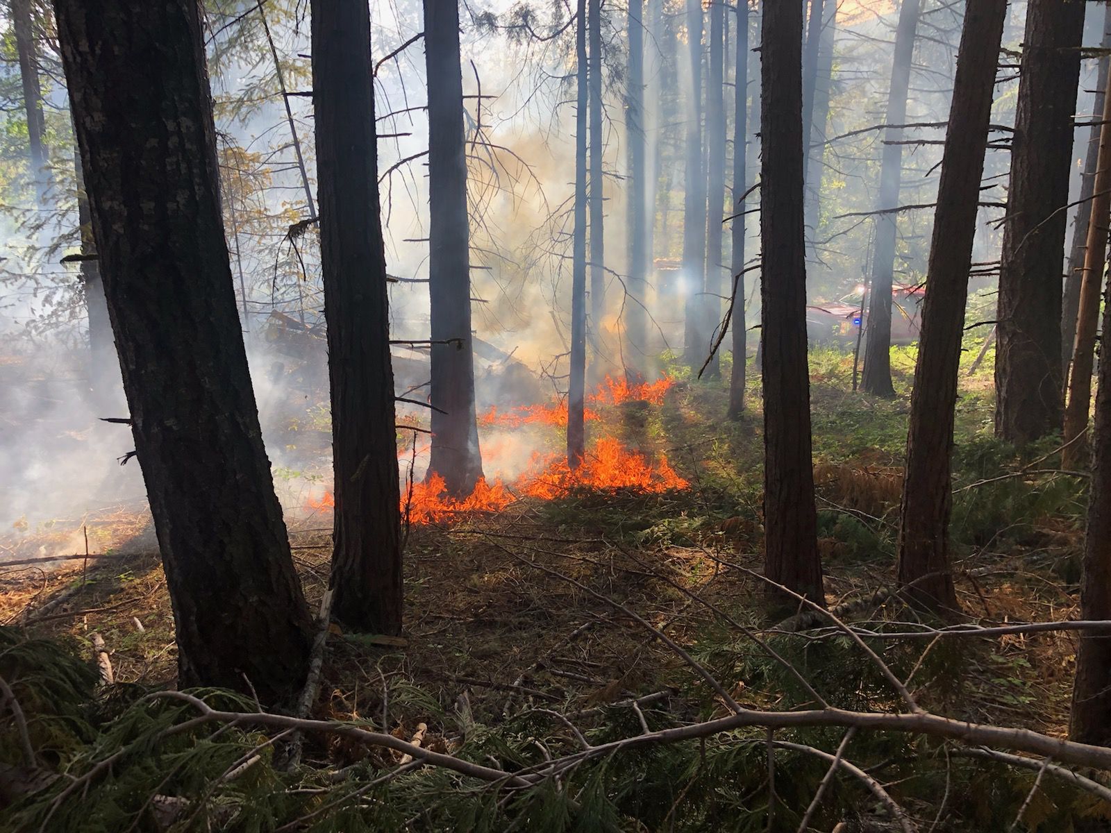 Wildfire Path